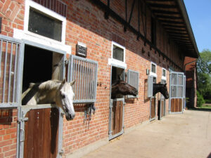 Pferde schauen aus den Stallungen